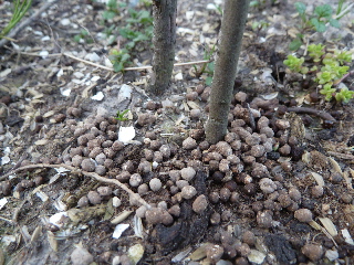 ブルーベーリーに肥料をやる