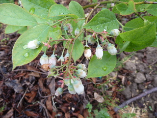 ブルーベリーの花花