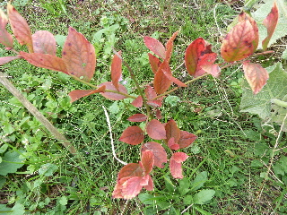 紅葉のブルーベリー