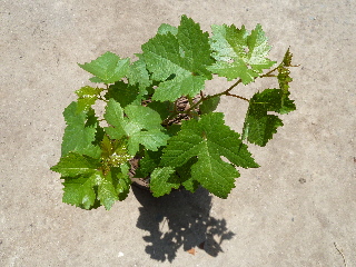 マスカット実生苗