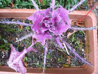 美味しい葉ボタン