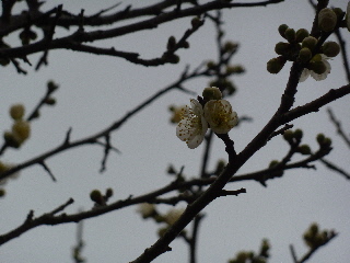 寒空と梅