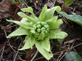 蕗の薹って読めない