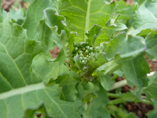 あすっこはまだまだだ