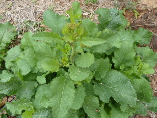 カラシ菜デカイ