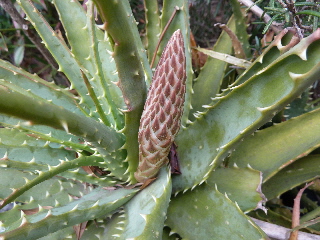 アロエのニョッキ