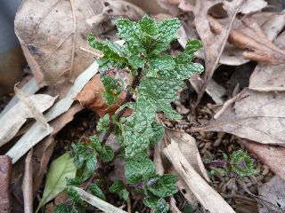 枯れないミント