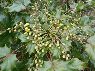 3月黄色い花のヒイラギナンンテン