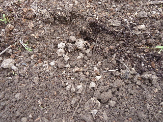 じゃがいもの種植え