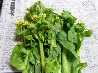 美味しい白菜の花