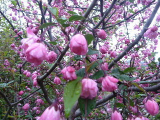 ハナカイドウの小さな花