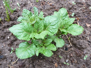 ジャガイモの芽