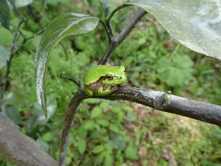 春のカエル