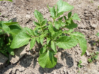 じゃがいもの芽かき