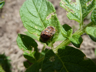 ジャガイモを食べる偽テントウムシ