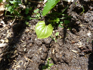 長いものあかちゃん。