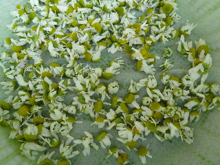 カモミール収穫