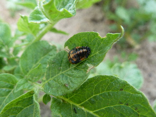 テントウムシの幼虫