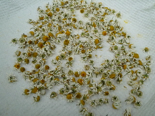 乾燥カモミール