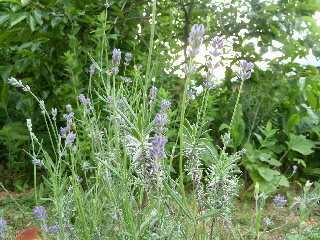 ひょろひょろラベンダー