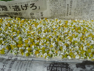 カモミール大漁