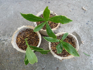 ジンチョウゲの挿し木