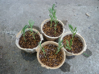 ラベンダーの挿し木