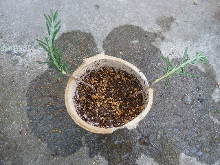 ローズマリーの挿し木