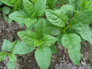 こぼれだねのツルムラサキ