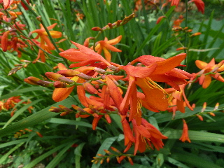 クロコスミアの花