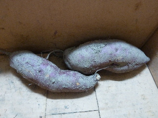 8月のさつまいも