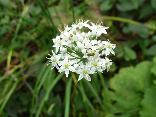 ニラの花