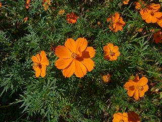オレンジのコスモス