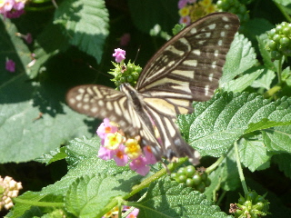 色の薄いアゲハ蝶