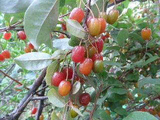 美味しいグミの実