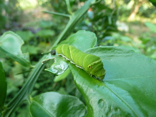 グレープフルーツをアゲハの幼虫