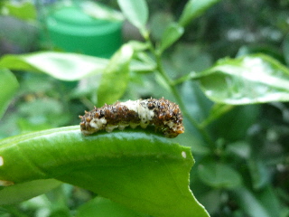 グレープフルーツの害虫