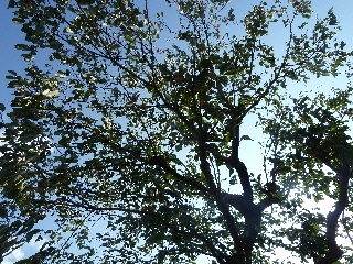 今年は柿が不作