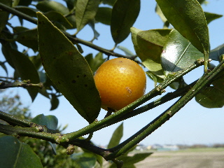 春のキンカン