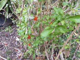 クコ 少ないー。