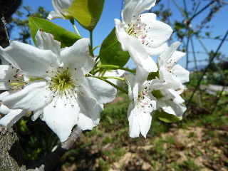 綺麗な梨の白い花