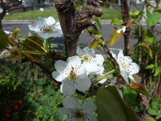 梨の狂い咲き