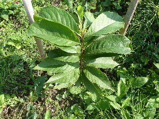 地植えのポポー