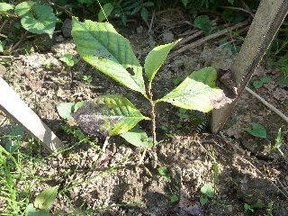 鉢植えから地植えにしたポポー