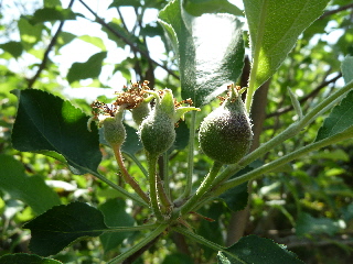 リンゴの赤ちゃん