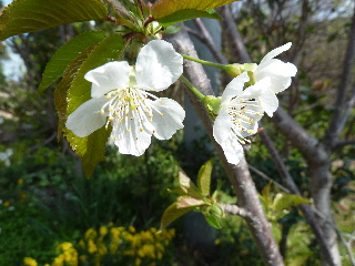 春の日のサクランボウ