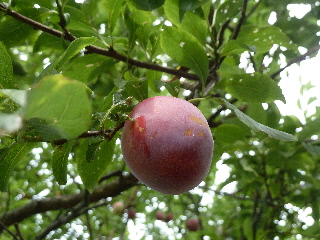 すももは美味しい。
