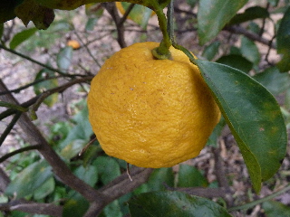 japan 塩柚子ってあるんですね。 2月