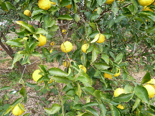 japan 柚子湯の季節がきました。 12月