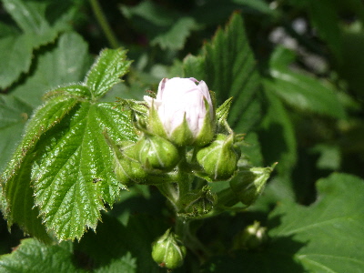 ブラックベリーの蕾